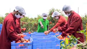 India sent the first consignment of Sangola pomegranate to America via ...